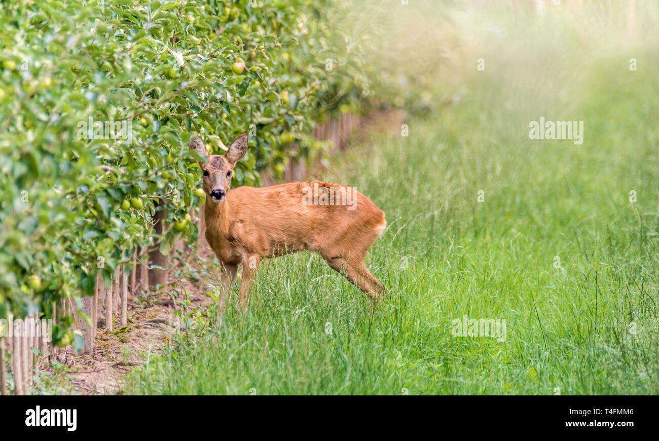 Roebuck in seiner natürlichen Umgebung Stockfoto