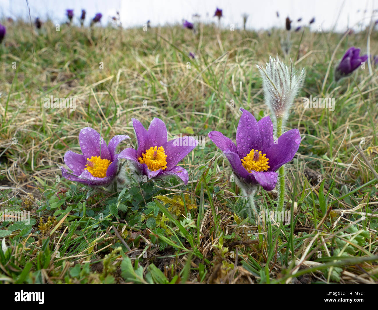 Pasque flower Pulsatilla vulgaris wächst auf der Chiltern Hills Dollars Stockfoto