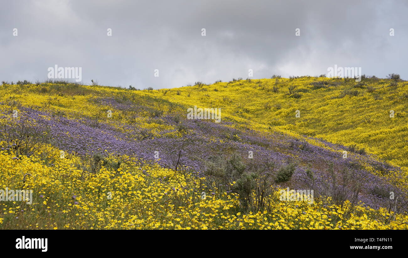 Super Bloom 2019, Carizzo Plain National Monument, Kalifornien, USA Stockfoto