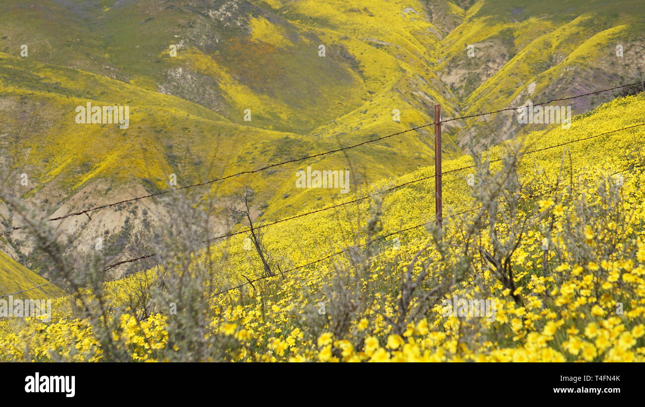 Super Bloom 2019, Carizzo Plain National Monument, Kalifornien, USA Stockfoto