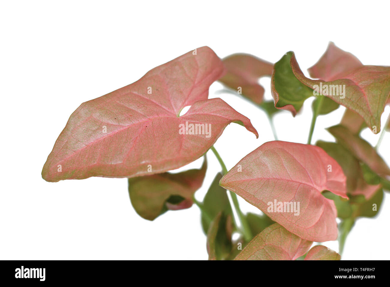 Exotische Syngonium podophyllum 'Rosa' Pfeilspitze Weinpflanze auf weißem Hintergrund Stockfoto