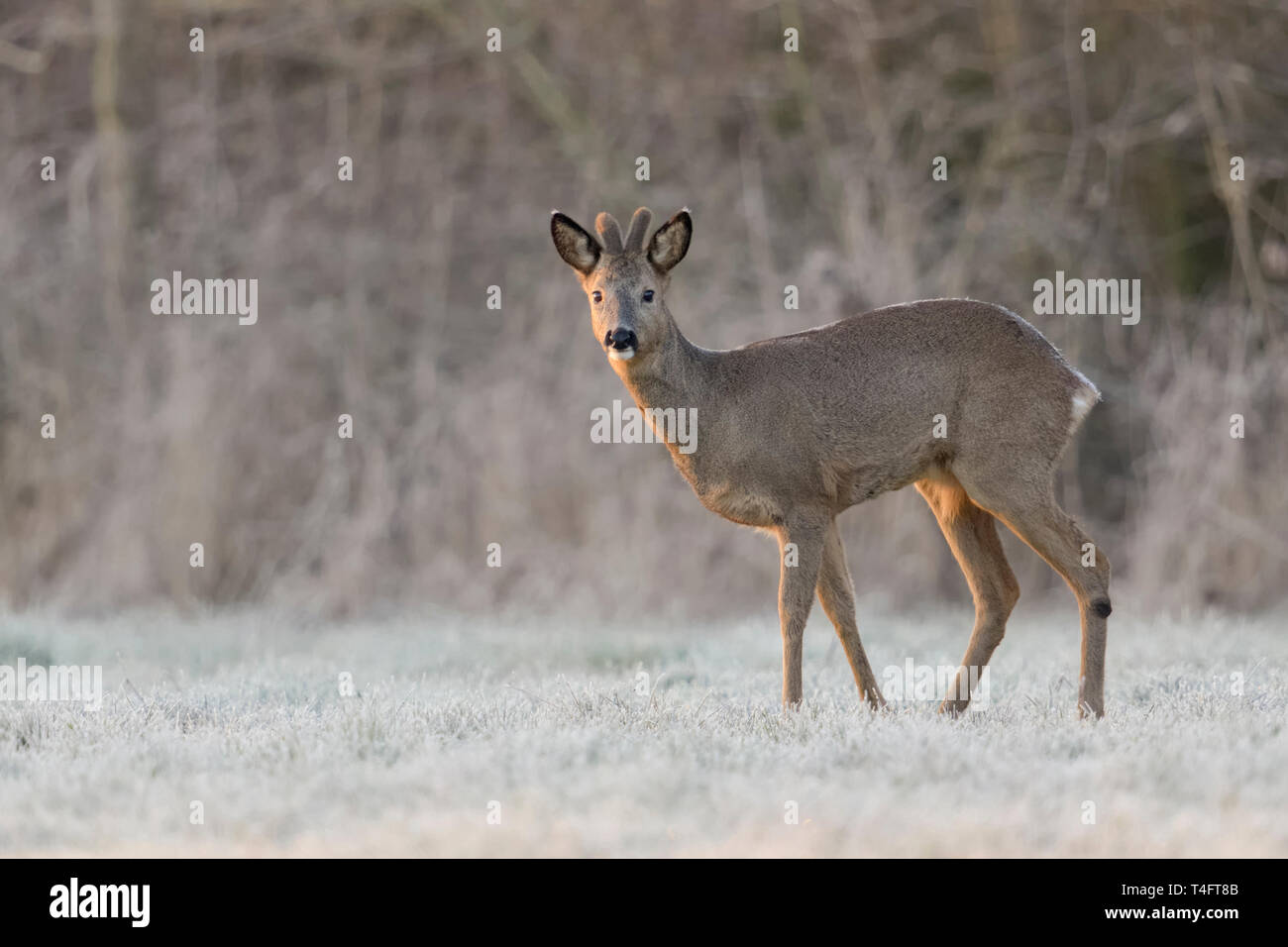 Rehe/Reh (Capreolus capreolus), männlich im Winter, Buck, samt Geweih, steht am Rand eines Waldes auf einem schneebedeckten Wiese, wildilfe, Eur Stockfoto