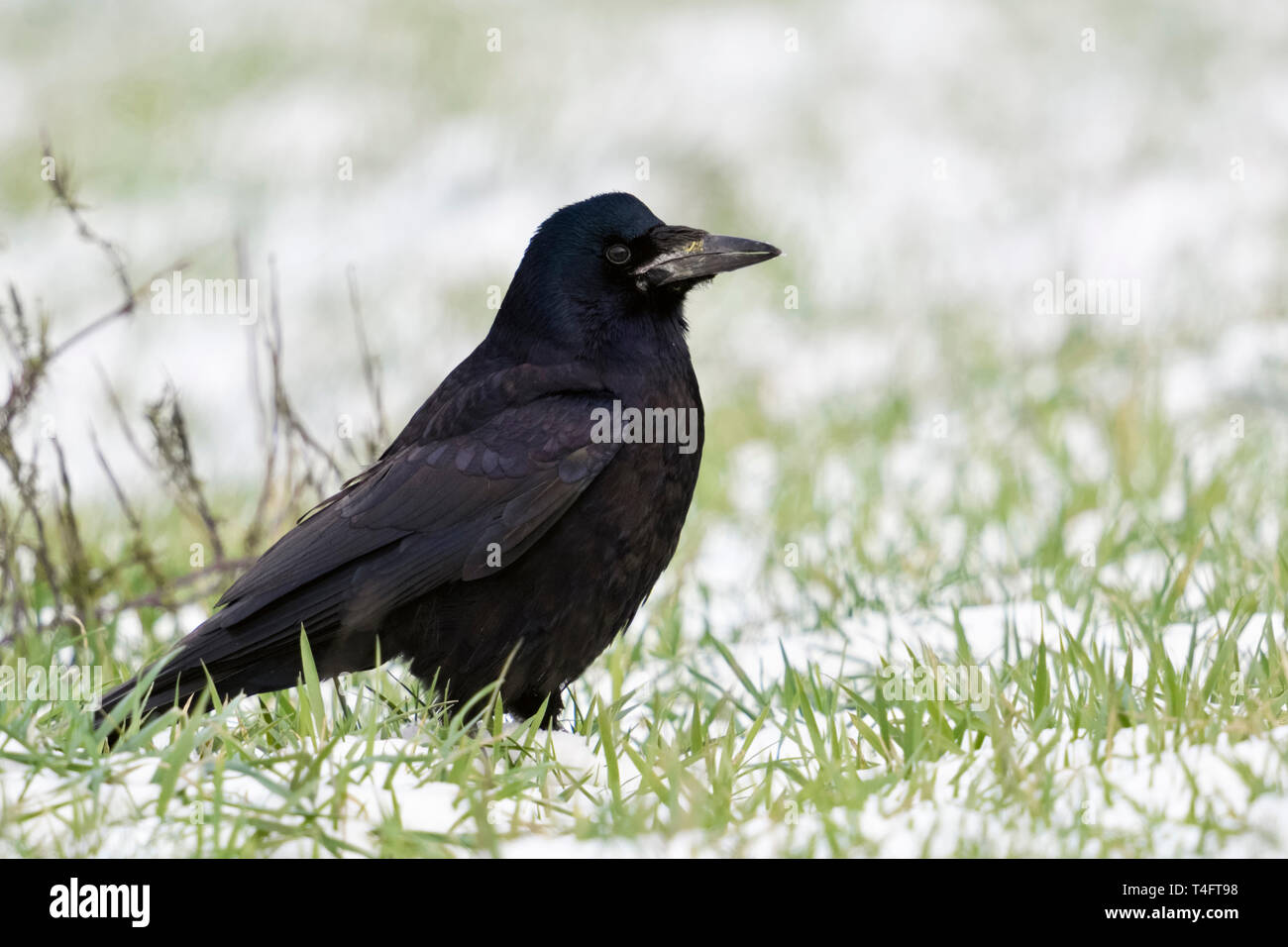 Rook/Saatkaehe (Corvus frugilegus), sitzt im Schnee auf Ackerland, Ausruhen, schüchtern Vogel, um aufmerksam zu beobachten, Natur, Europa, Stockfoto