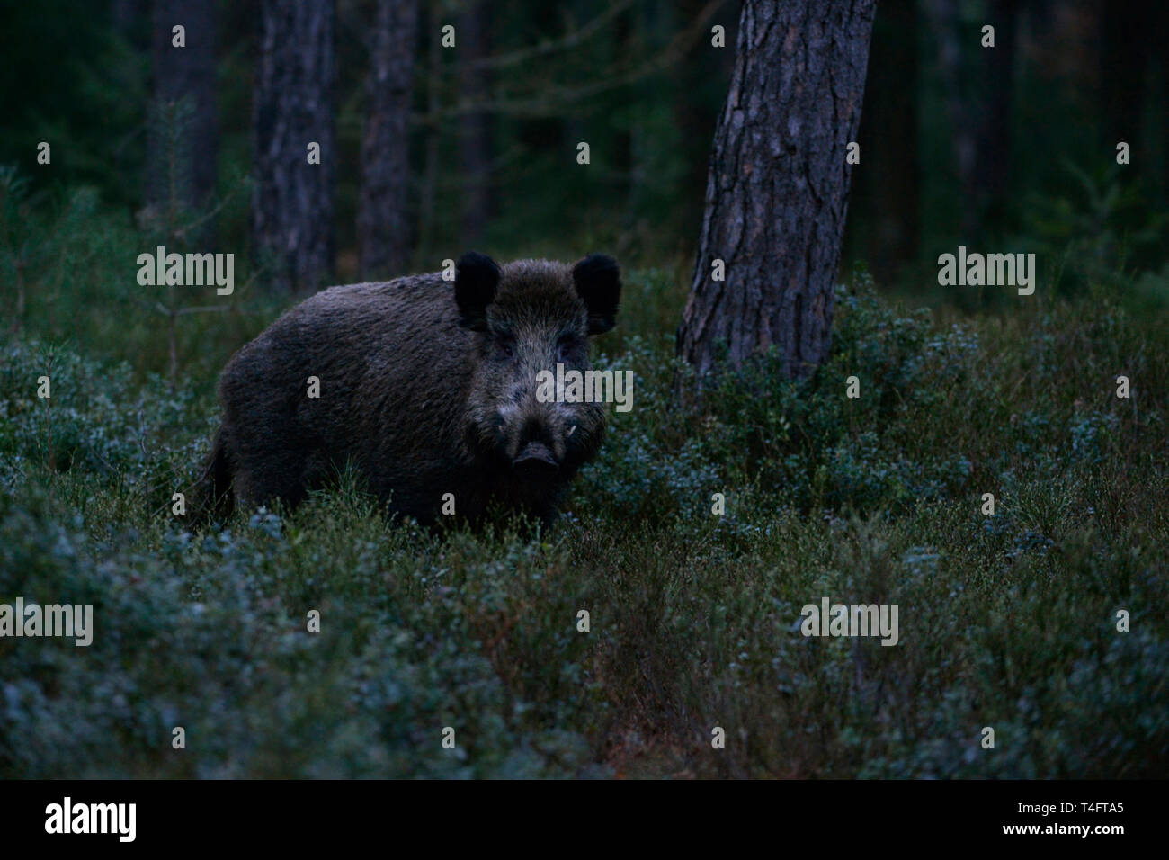 Keiler/Wildschwein (Sus scrofa) beeindruckende Tusker in der Dämmerung, in der Dämmerung, im Unterholz von einem dunklen Wald, Beobachten, Tierwelt, Europ. Stockfoto