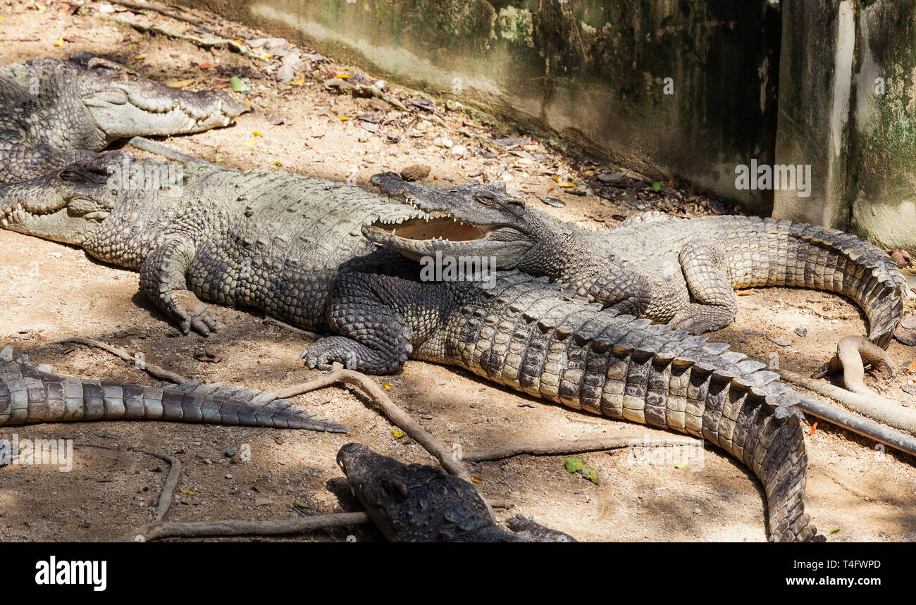 Krokodile mit offenen Mund auf einer Krokodilfarm. Stockfoto