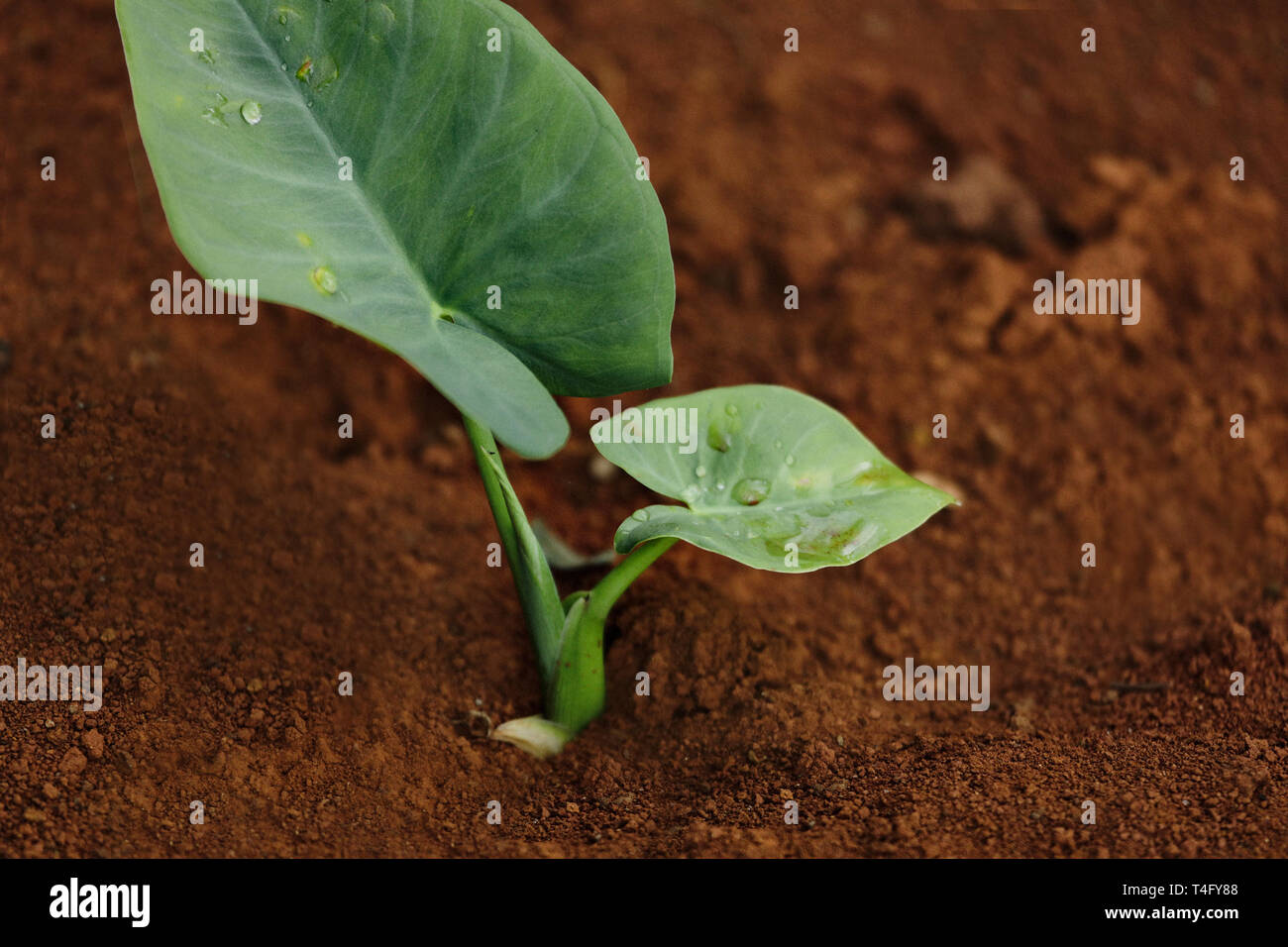 Nahaufnahme eines kleinen grünen Anlage mit zwei Blätter in der braunen Masse. Junge Bio Pflanzen steigt in einen Baum oder Blume. Stockfoto
