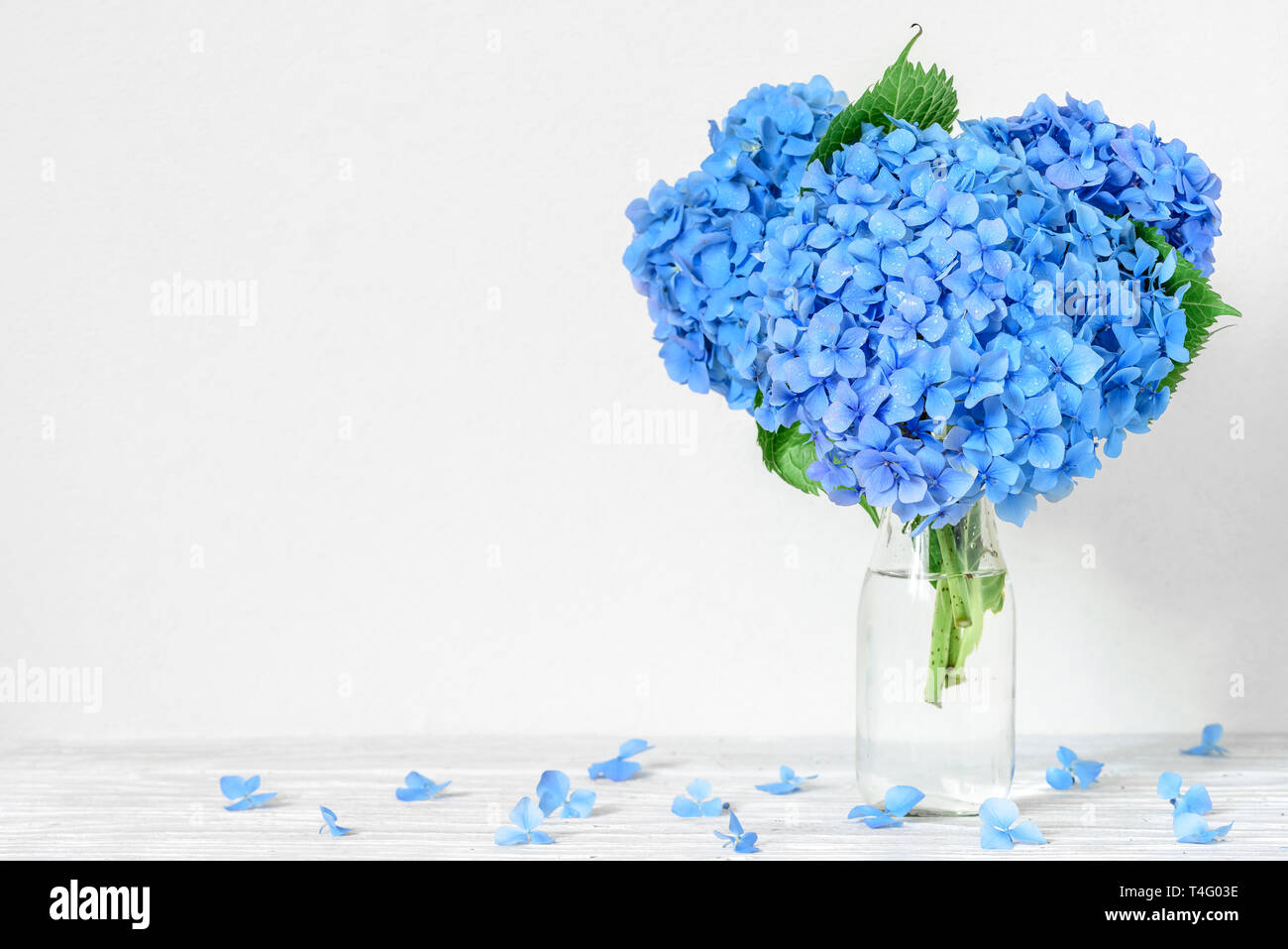 Noch immer leben mit einem schönen Blumenstrauß Blaue Hortensie Blumen mit Wassertropfen. Urlaub oder Hochzeit Hintergrund. Grußkarte Stockfoto