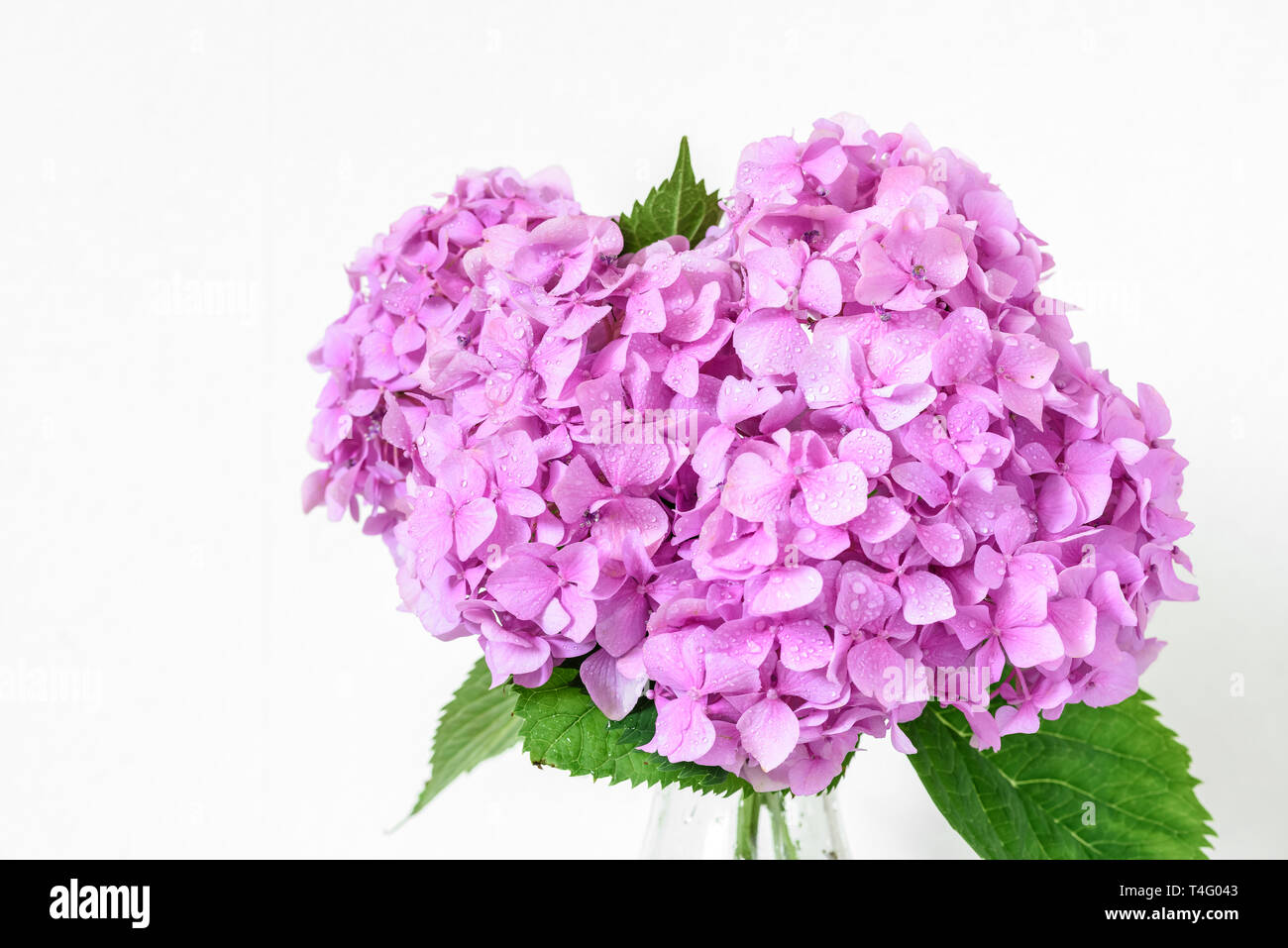 Schönen Blumenstrauß rosa Hortensie Blumen mit Wassertropfen. Frühling Urlaub oder Hochzeit Hintergrund. Grußkarte. Nach oben Schließen Stockfoto