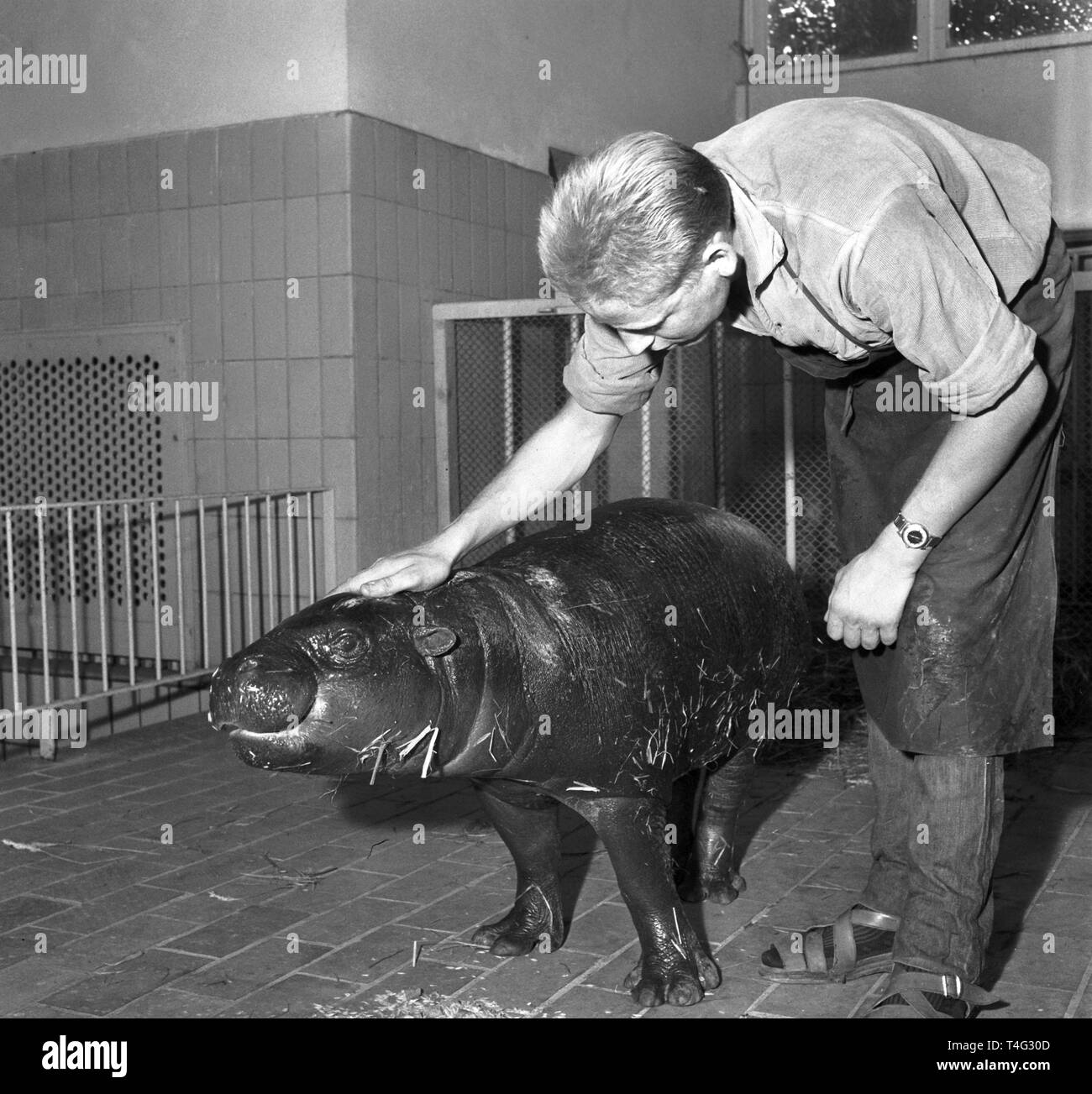 Als einzige deutsche Zoo, der Zoologische Garten von Berlin ein
