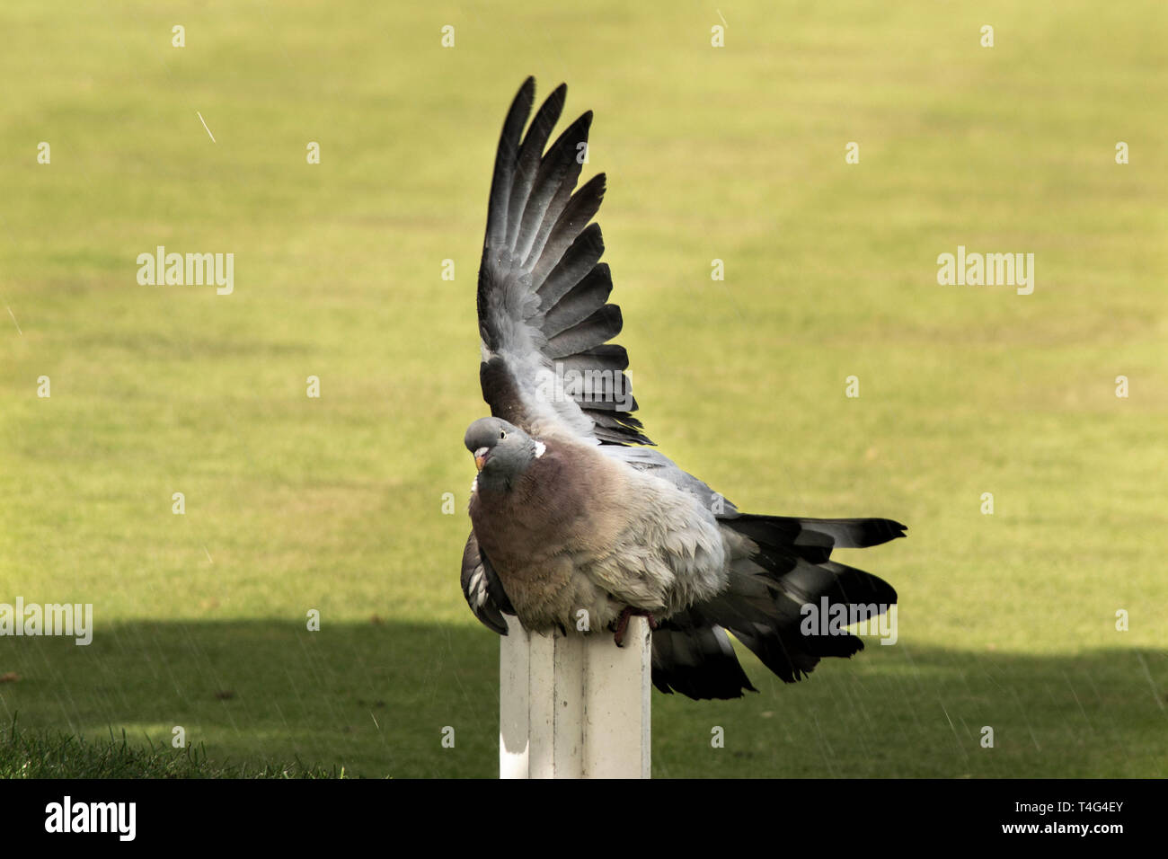 Taube mit einem Flügel in die Luft, als wenn es fragt, Berechtigung Stockfoto