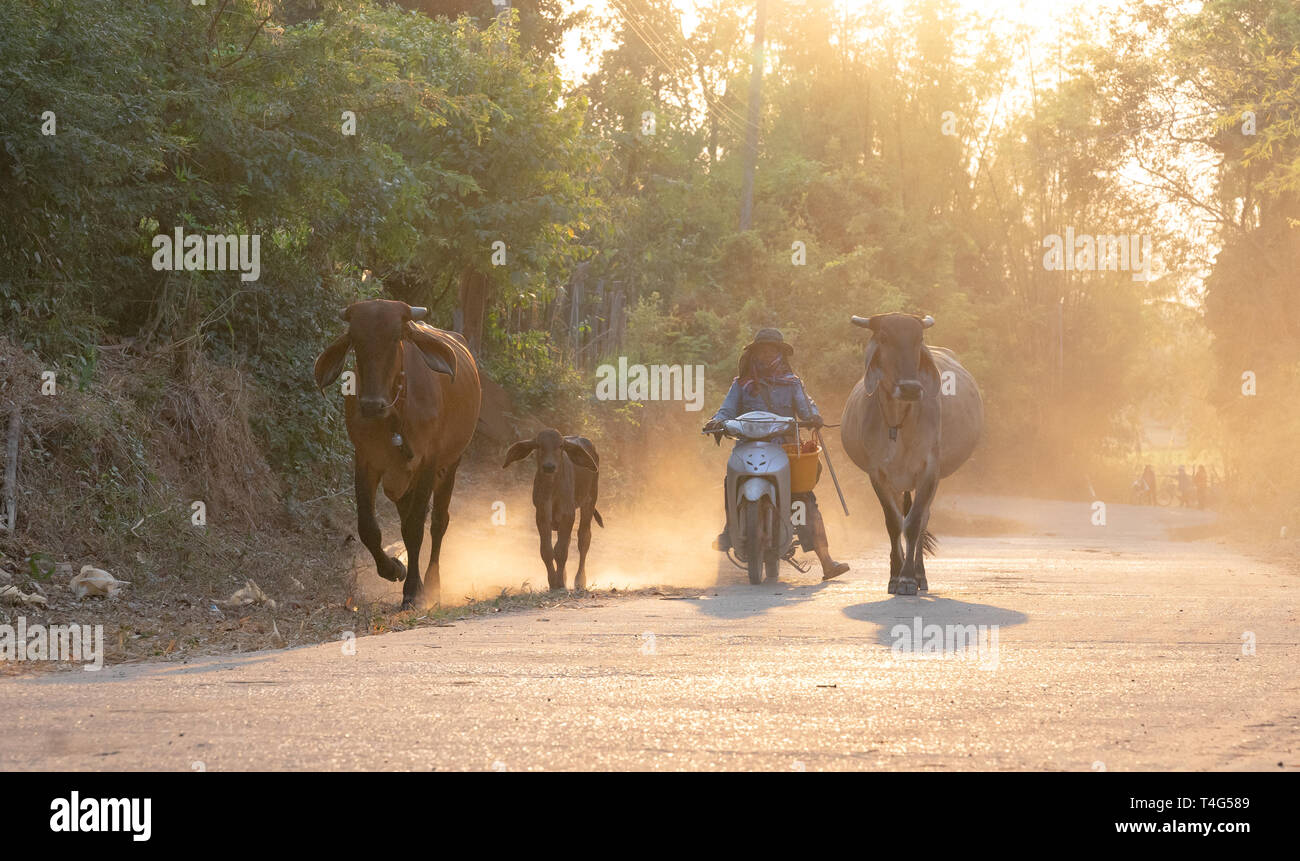 Ein Mann nimmt eine Gruppe von Kuh Familie nach Hause nach der Arbeit am Abend, Thailand: 2018 Stockfoto