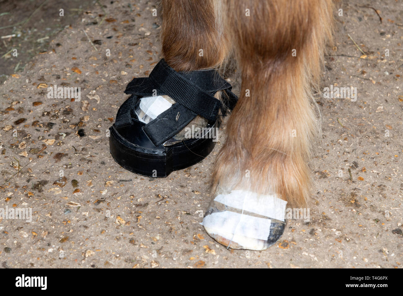 Pferde Füße auf x-ray-transparent hebt oder Bausteine gelegt, um Röntgenstrahlen komplette Huf einschließlich der Sohle zu zeigen. Stockfoto Pferde Füße auf x-ray-transparent hebt oder Bausteine gelegt, um Röntgenstrahlen komplette Huf einschließlich der Sohle zu zeigen. Stockfoto