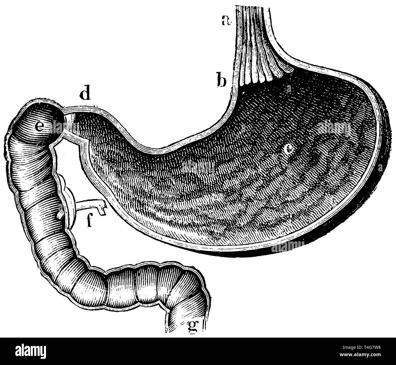 A) der Speiseröhre, b) cardia oder des Magens, c) innere Magen, d) Kiefer des Magens (pylorus), e) Zwölffingerdarm, f) Kreuzung der Bauchspeicheldrüse, g) Übergang in den Dünndarm, anonym 1887 Stockfoto