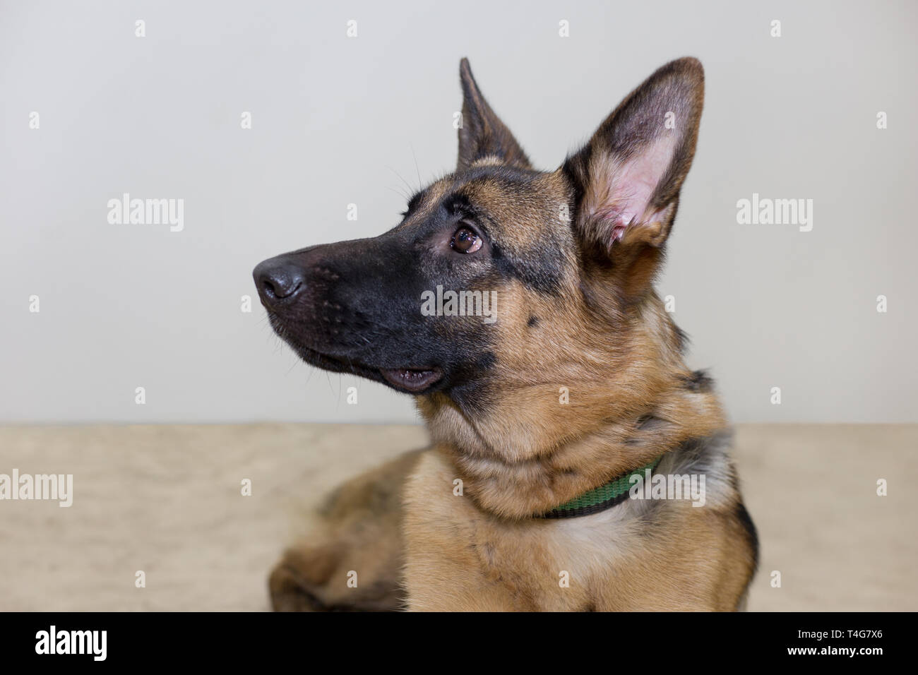 Portrat Des Deutschen Schaferhund Welpe Mit Schwarzer Maske Auf Einem Weissen Hintergrund Funf Monate Alt Heimtiere Stockfotografie Alamy