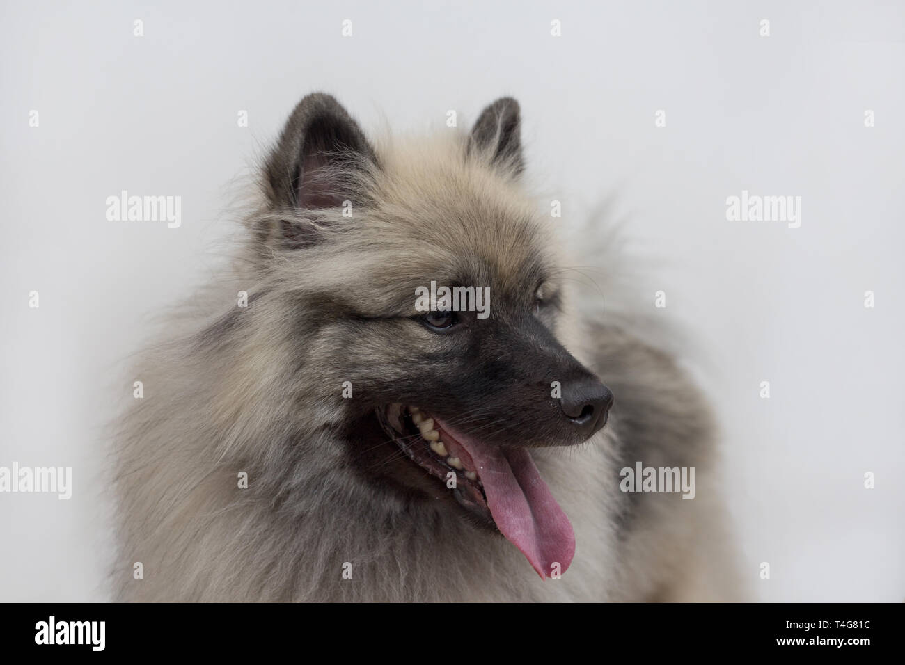 Deutscher Wolfsspitz isoliert auf einem weißen Hintergrund. Keeshond oder spitz. Heimtiere. Reinrassigen Hund. Stockfoto