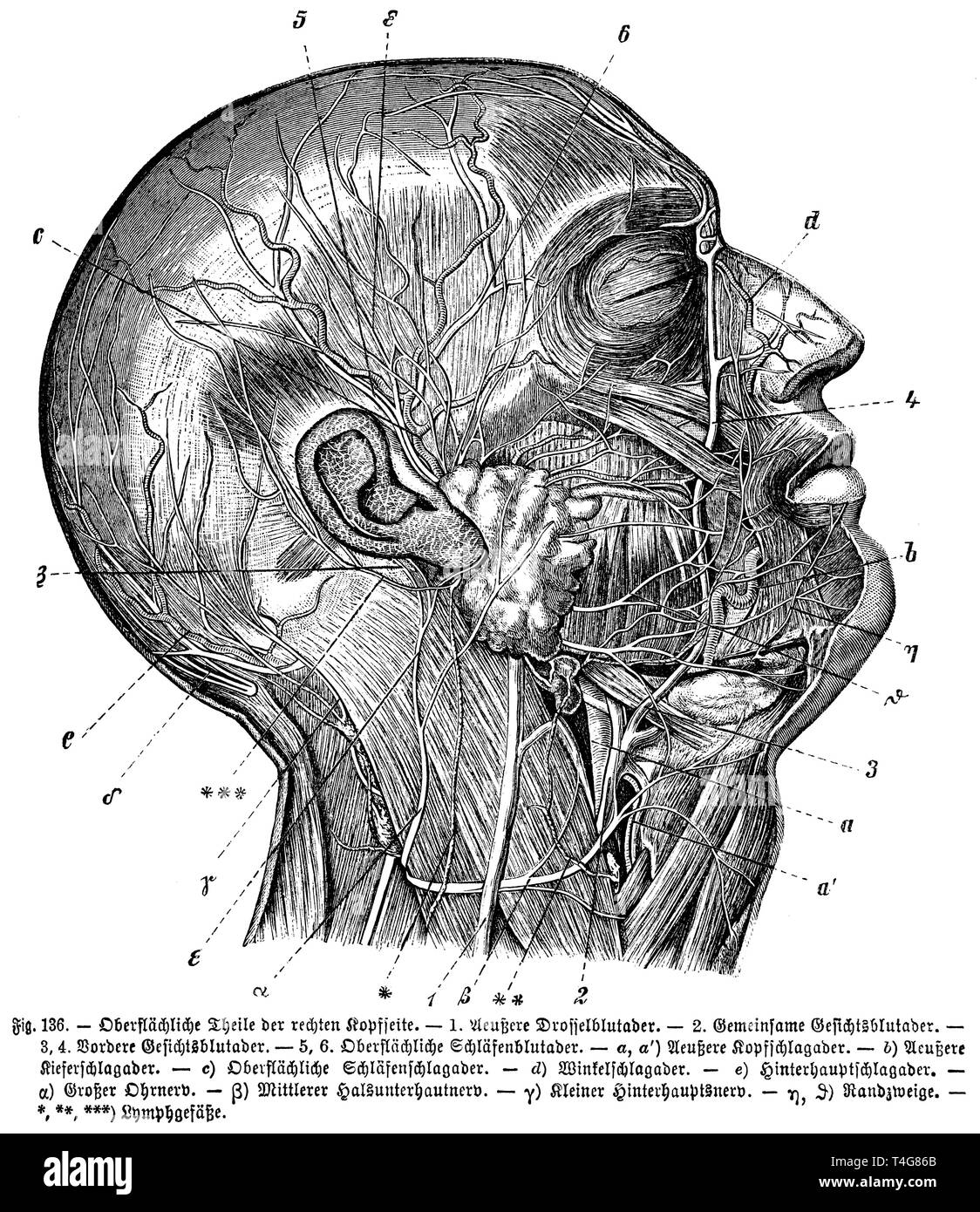 Teile von der rechten Seite des Kopfes, anonym 1887 Stockfoto
