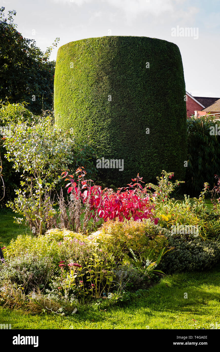 Garten im Herbst nach dem Exemplar leylandii immergrünen Nadelbaum war Getrimmt bereit für den Winter Stockfoto
