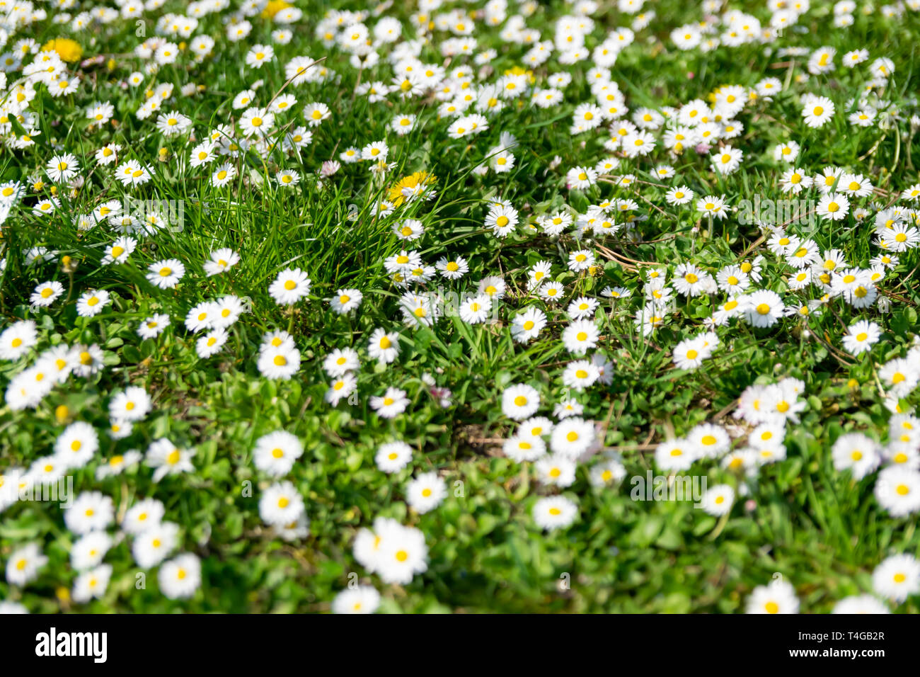 Natur, Blumen, Umwelt, Parks und Feder Konzept: weiß wild Gänseblümchen auf einer grünen Wiese. Stockfoto