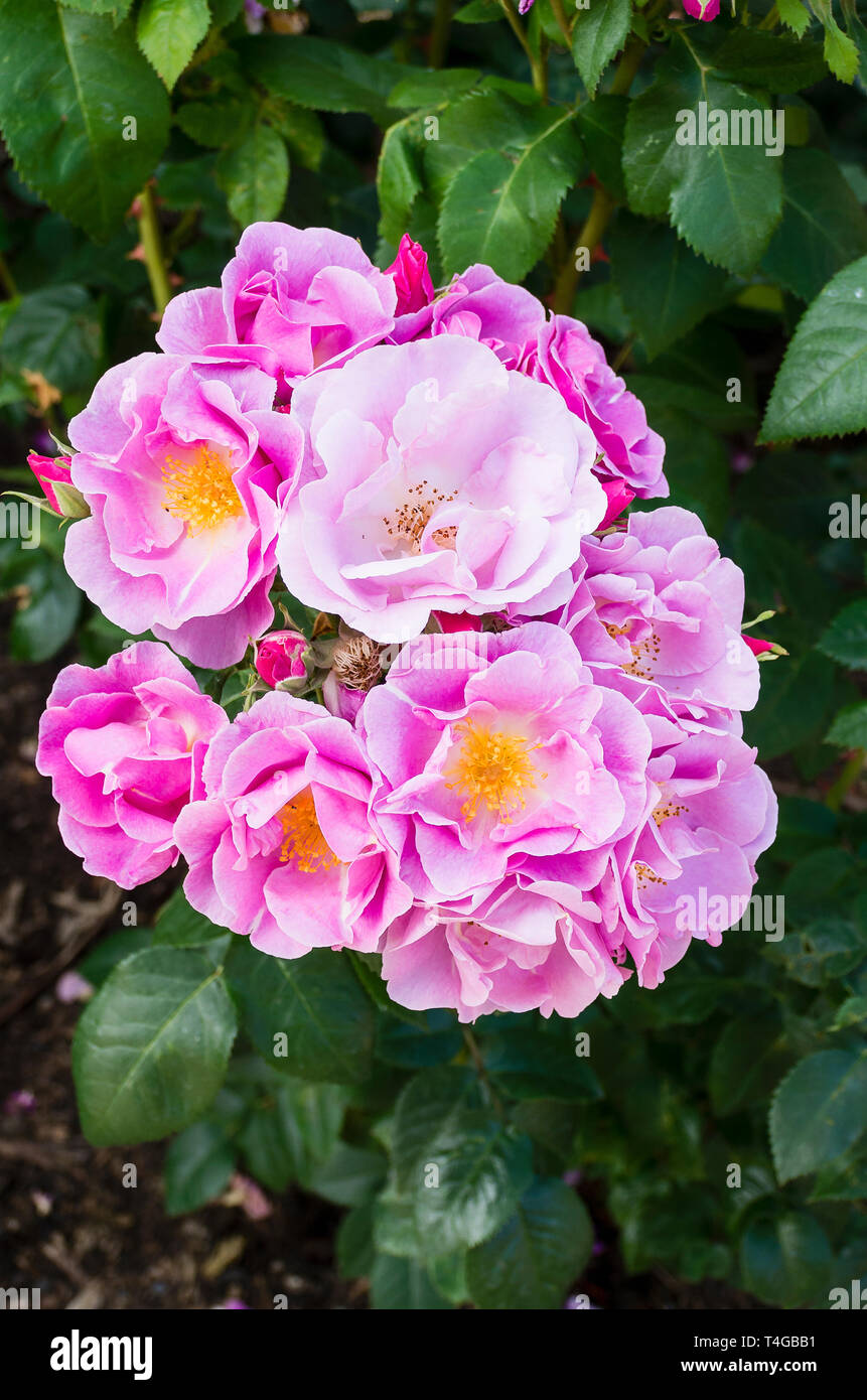 Lucky rose -Fotos und -Bildmaterial in hoher Auflösung – Alamy