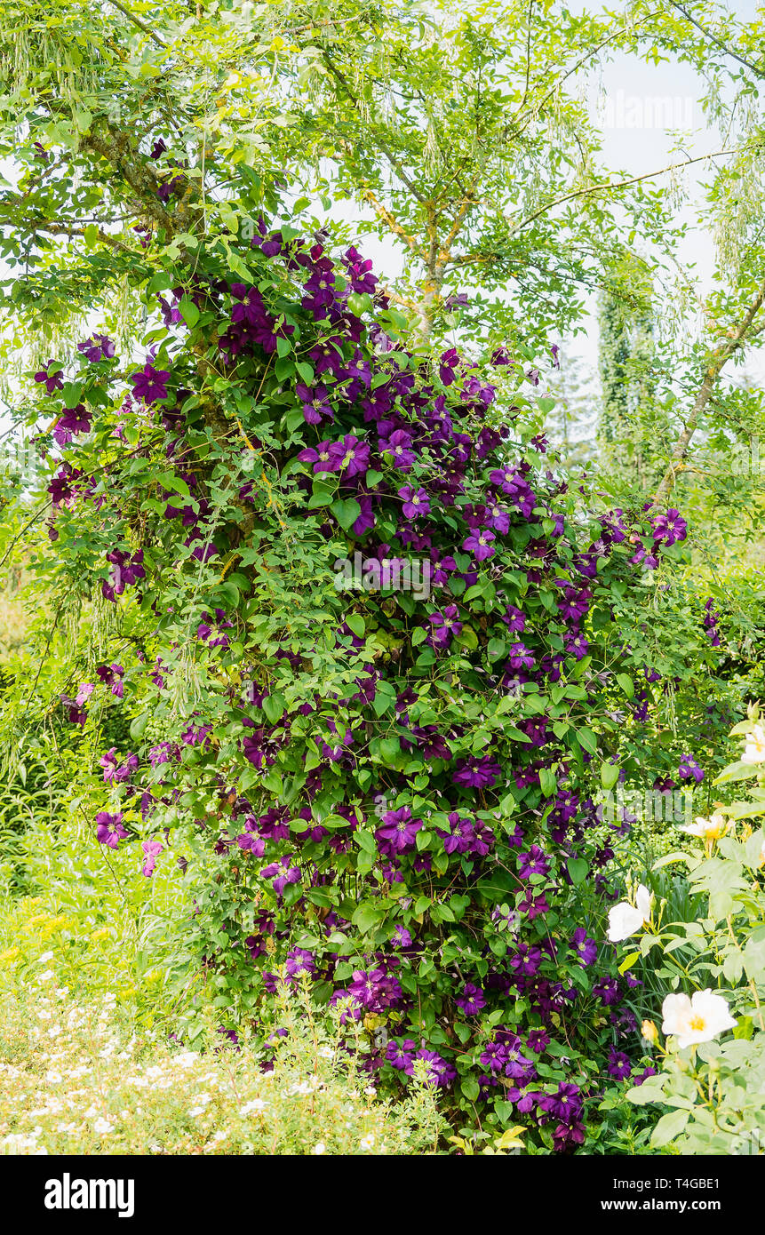 Clematis Fantasy klettern auf einen Baum in einem Englischen Garten im Juni Stockfoto