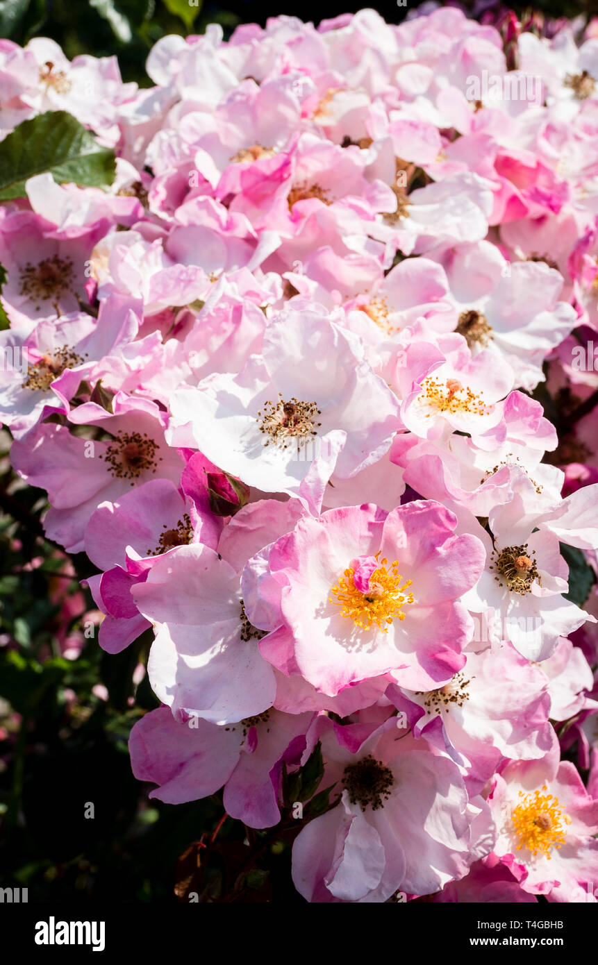 Rosa Rosa Kissen Blüte in einem Englischen Garten im Juni Stockfoto