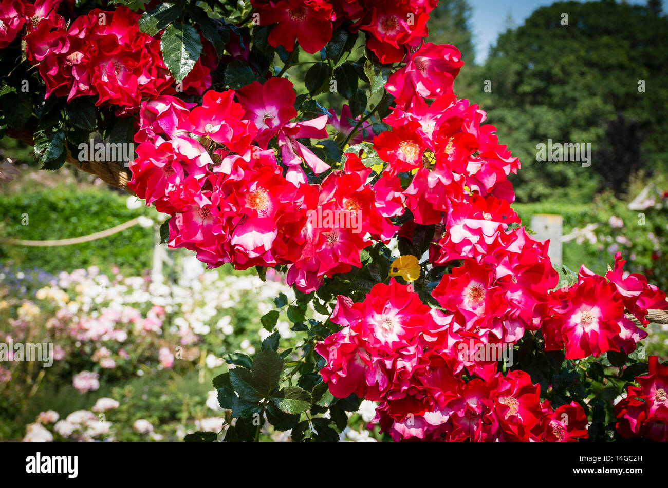Rot Rosa Dortmund wächst ein Bogen in Rosemoor Gärten in Devon, England Großbritannien im Juni Stockfoto