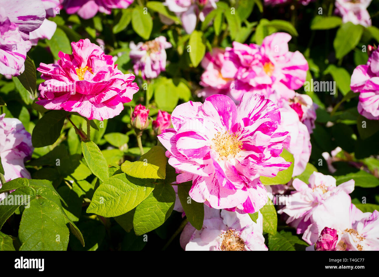 Rosa Mundi Versicolor mit ungewöhnlichen Blütenblatt Markierungen in Blüte im Sommer Stockfoto