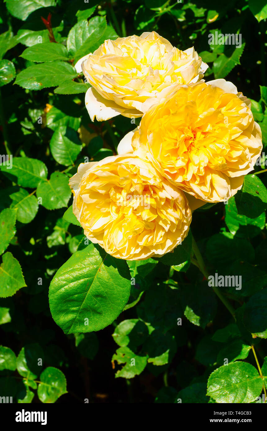 Rosa Jayne Austin eine Englische strauch Rose in voller Blüte im Juni Stockfoto