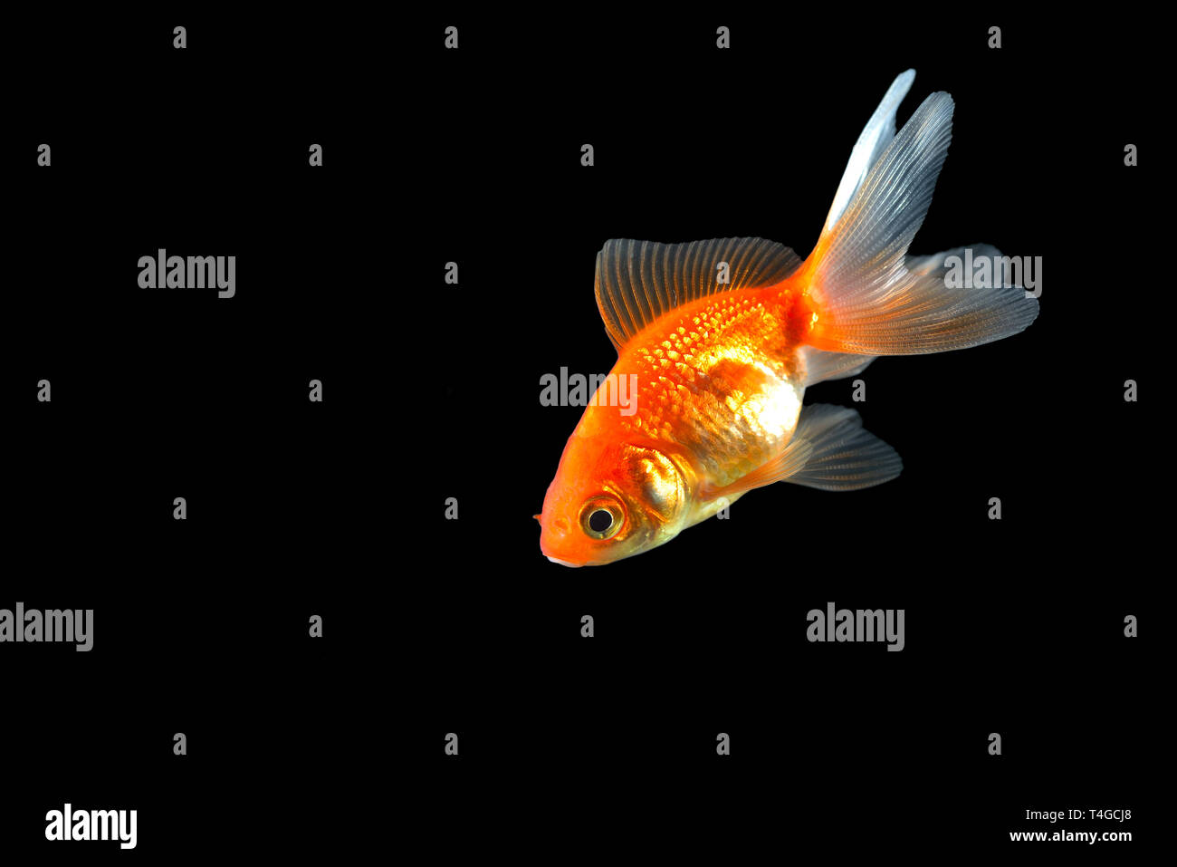Goldenen Fisch mit schönen Schwanz auf schwarzem Hintergrund Stockfoto
