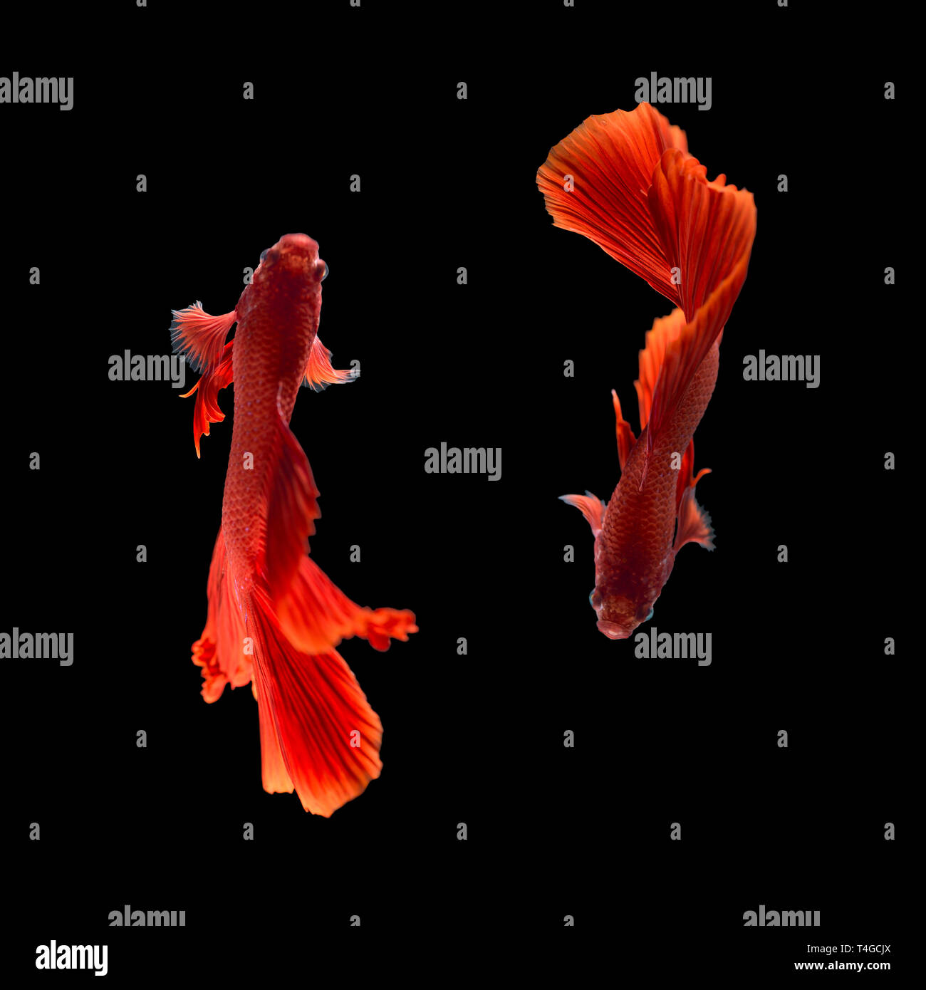 Rote Farbe Siam Kampfenden Fisch Rosetail Kampf Gegen Fisch Betta Splendens Auf Schwarzen Hintergrund Mit Freistellungspfad Stockfotografie Alamy