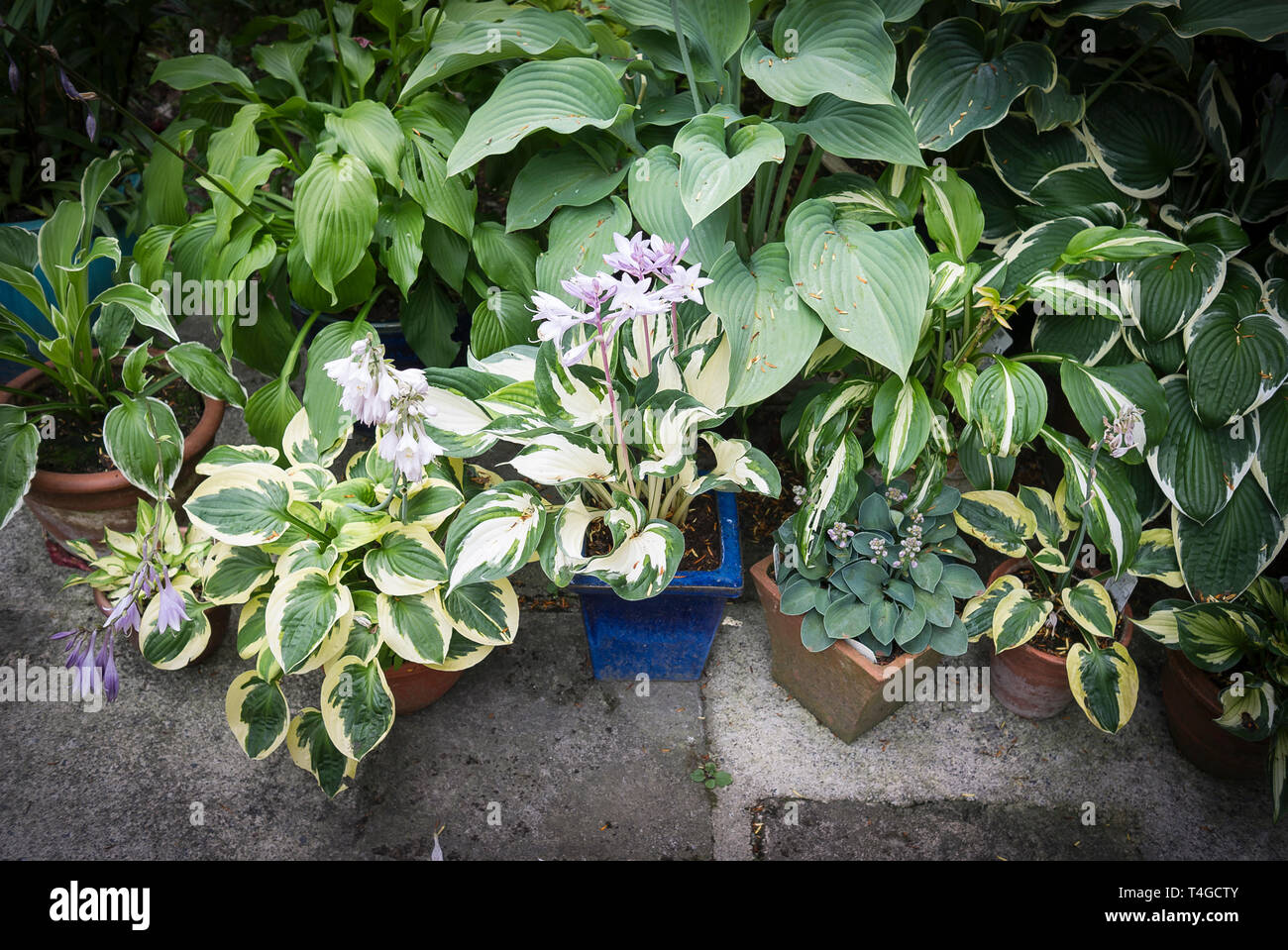 Hosta Pflanzen in Töpfen auf der Terrasse in einen Englischen Garten UK Stockfoto