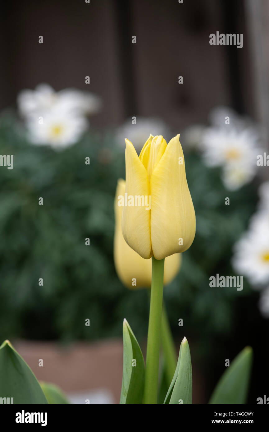 Tulipa. Blass gelbe Tulpe Blume im Frühling Stockfoto