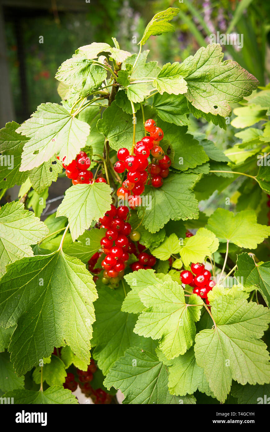 Frucht auf rote Johannisbeere Bush in einem Englischen Garten im Juli Stockfoto