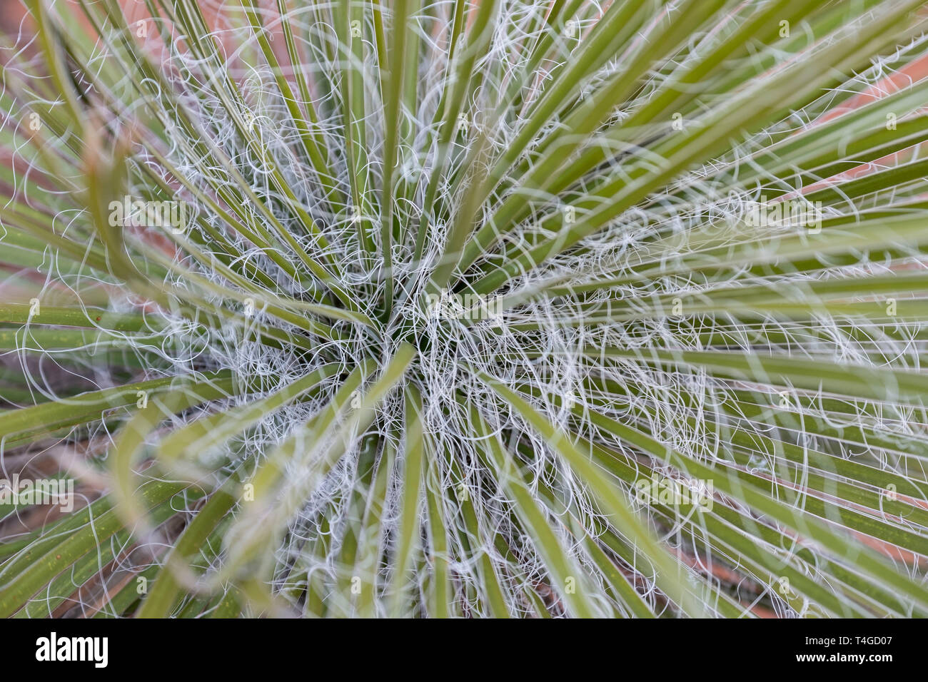 Wüste Agave Stockfoto