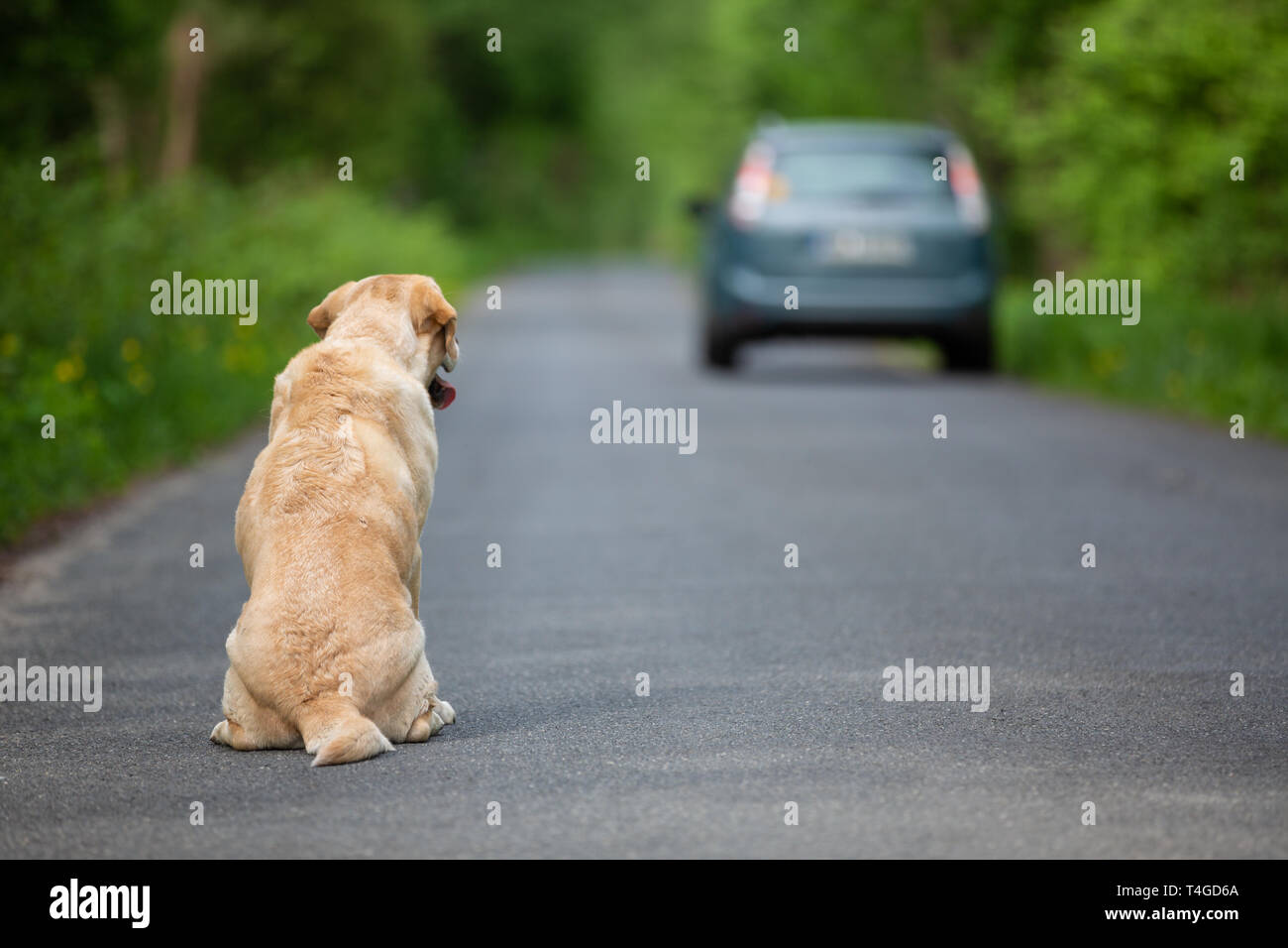 Ausgesetzten Hund auf der Straße Stockfoto