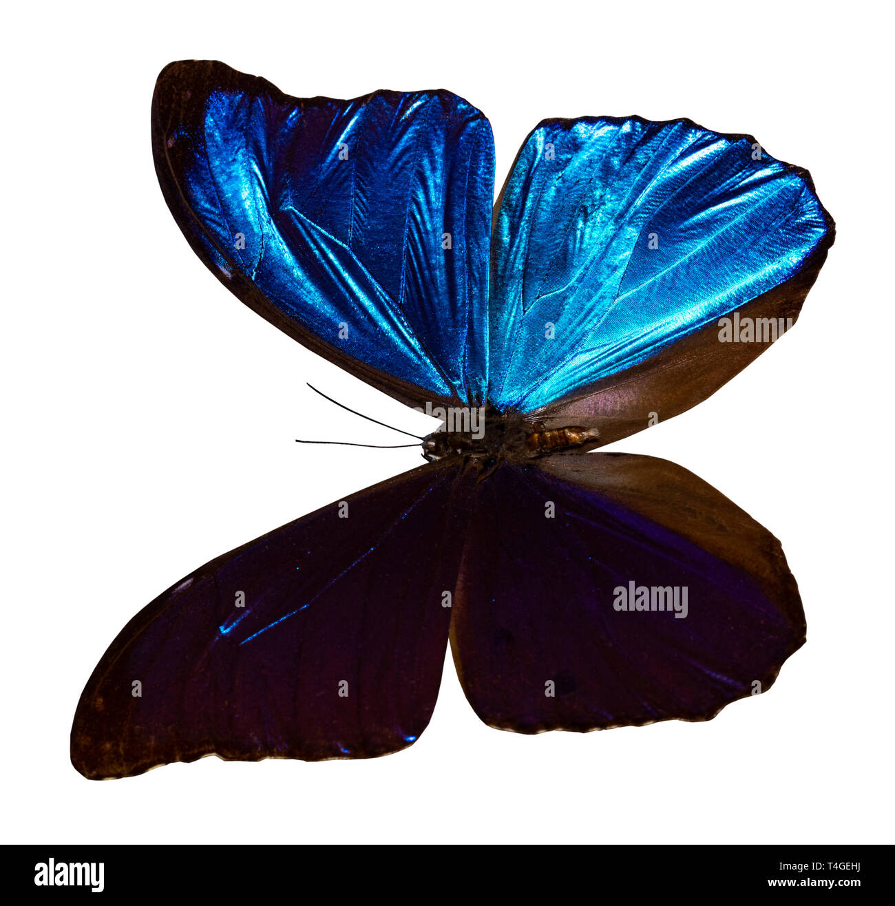 Farbe Schmetterling, auf weißem Hintergrund mit Freistellungspfad isoliert, Morpho didius. Stockfoto