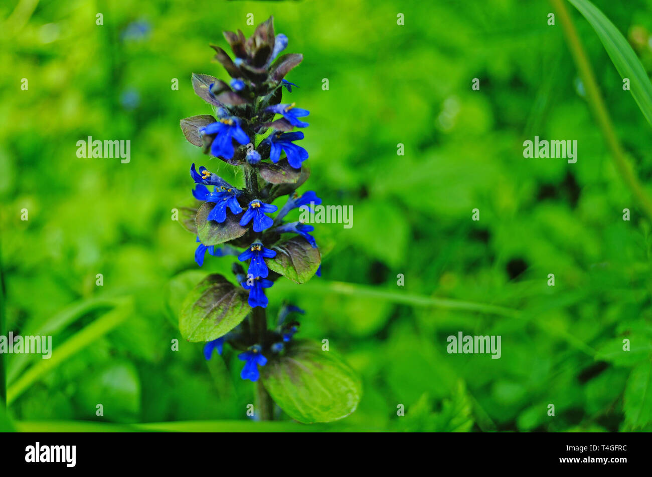 Wilde Blume mit blauen Blüten auf einen Stiel mit grünen Blättern auf einer Lichtung an einem Sommertag Stockfoto
