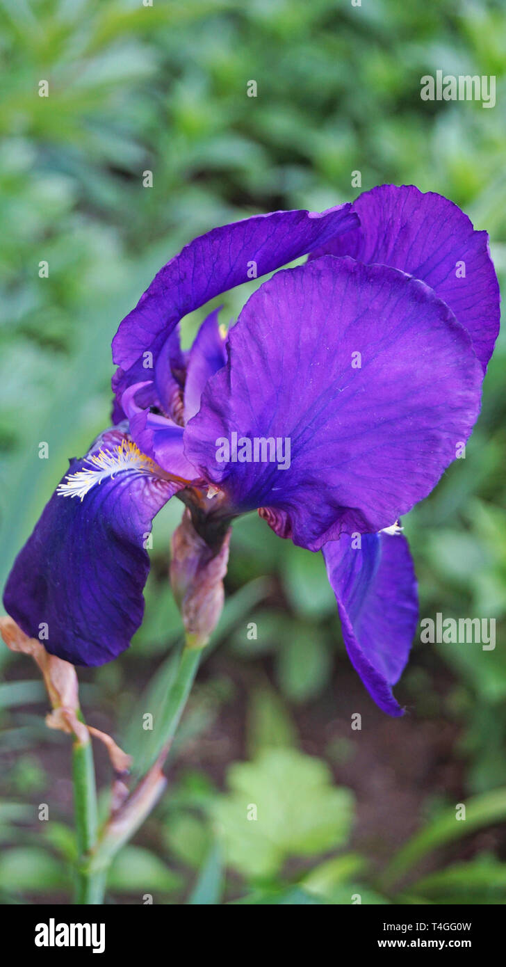 Iris Blume mit blauen und violetten zarte Blütenblätter auf einem Zweig mit grünen Blättern Stockfoto
