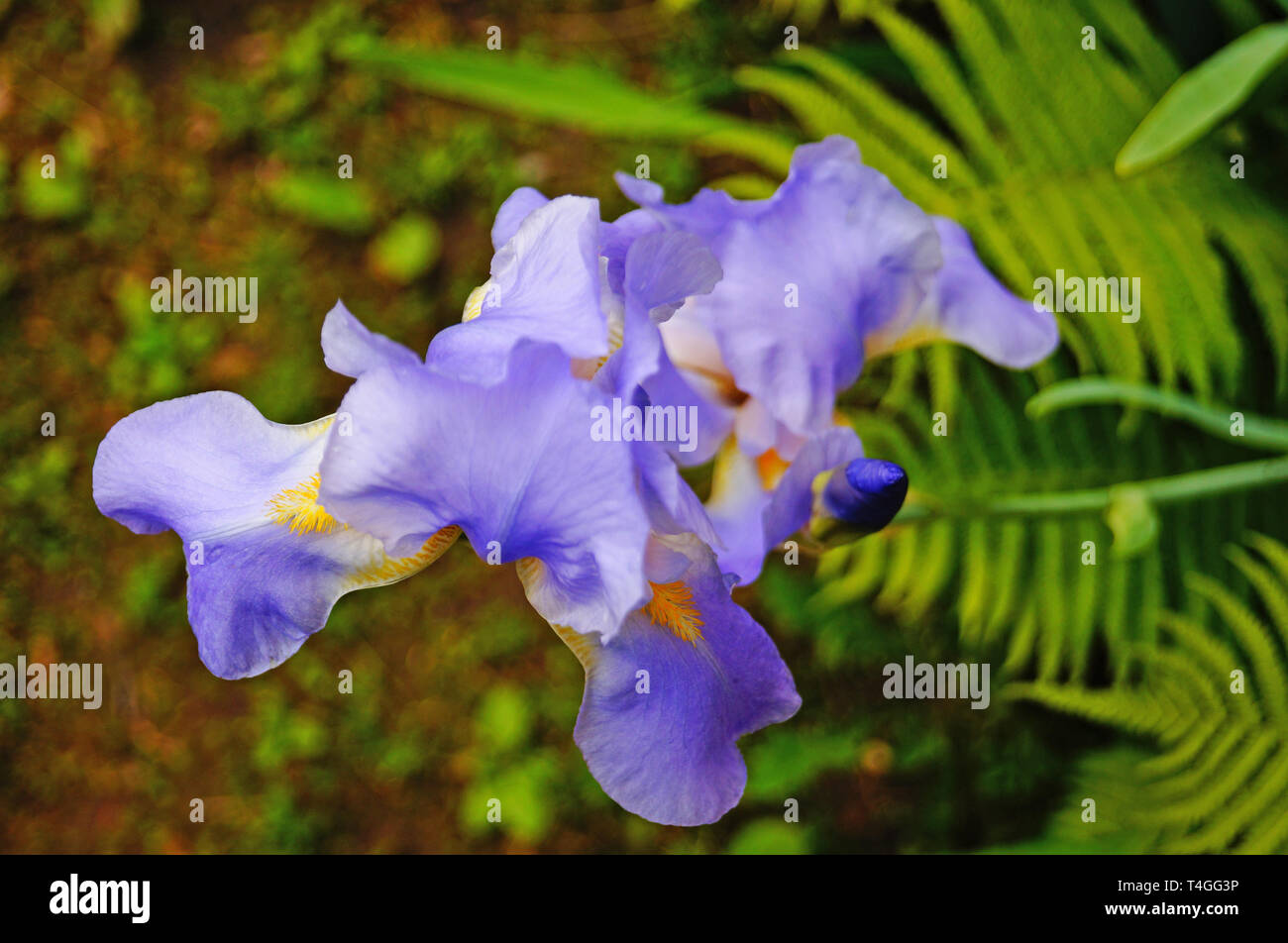 Iris Blume mit blauen und violetten zarte Blütenblätter auf einem Zweig mit grünen Blättern Stockfoto