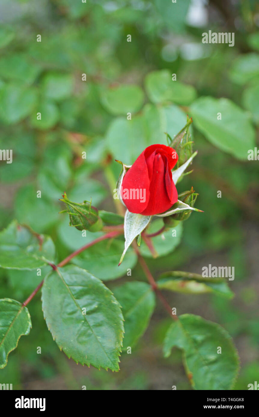 Knospen und Blüten von Rosen mit roten Blütenblätter auf einem Busch mit grünen Blättern Stockfoto