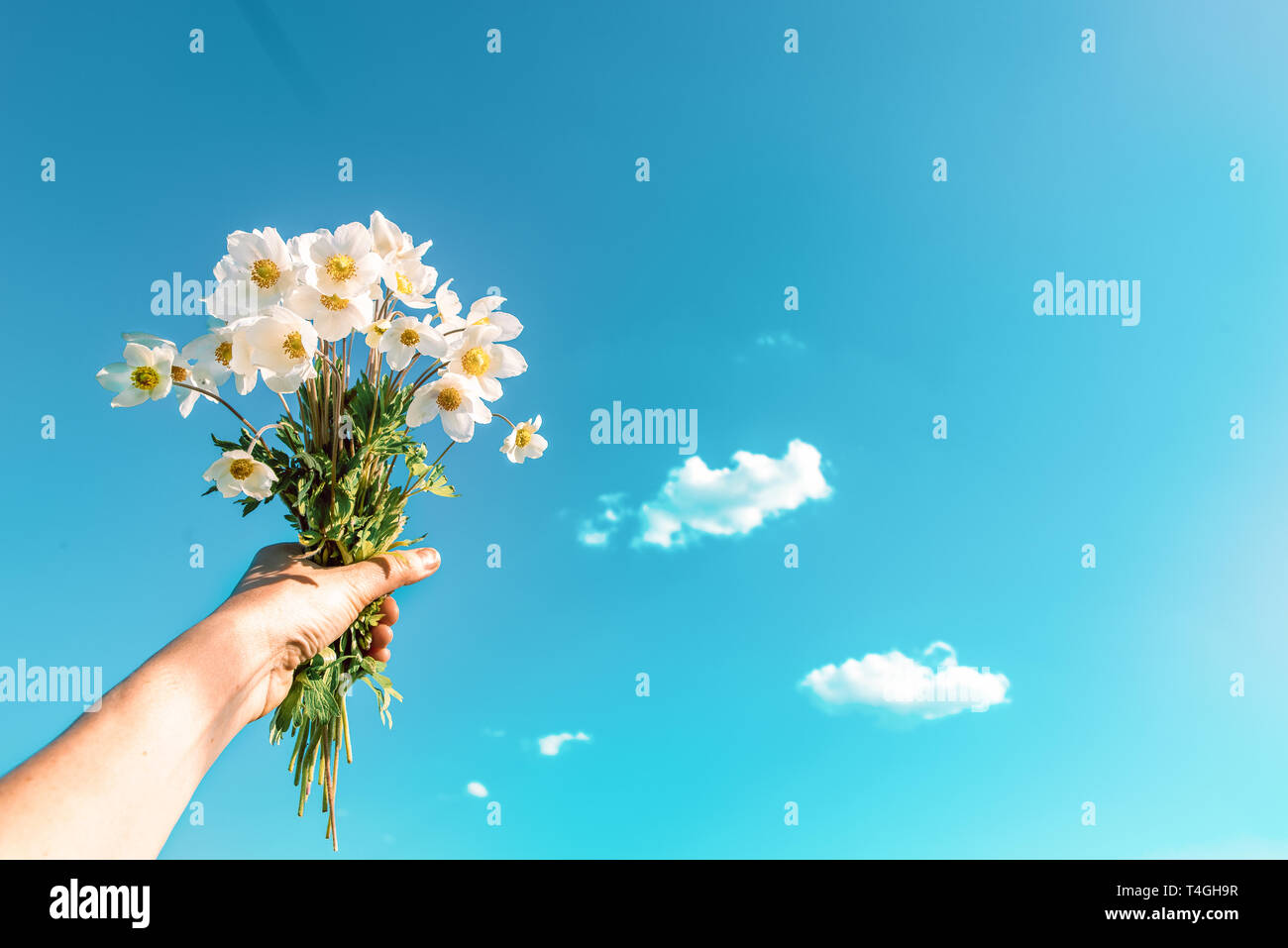 Weiße Blumen in der Hand gegen den Himmel mit Wolken. Sommer Hintergrund Konzept. Konzeptionelle Realismus Stockfoto
