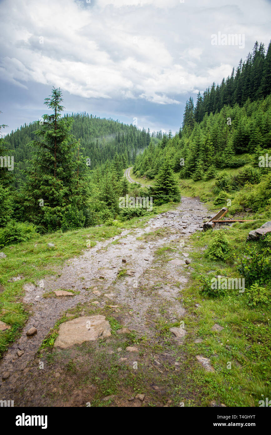 Der schöne Wald Landschaft in den Bergen mit den Pinien Stockfoto