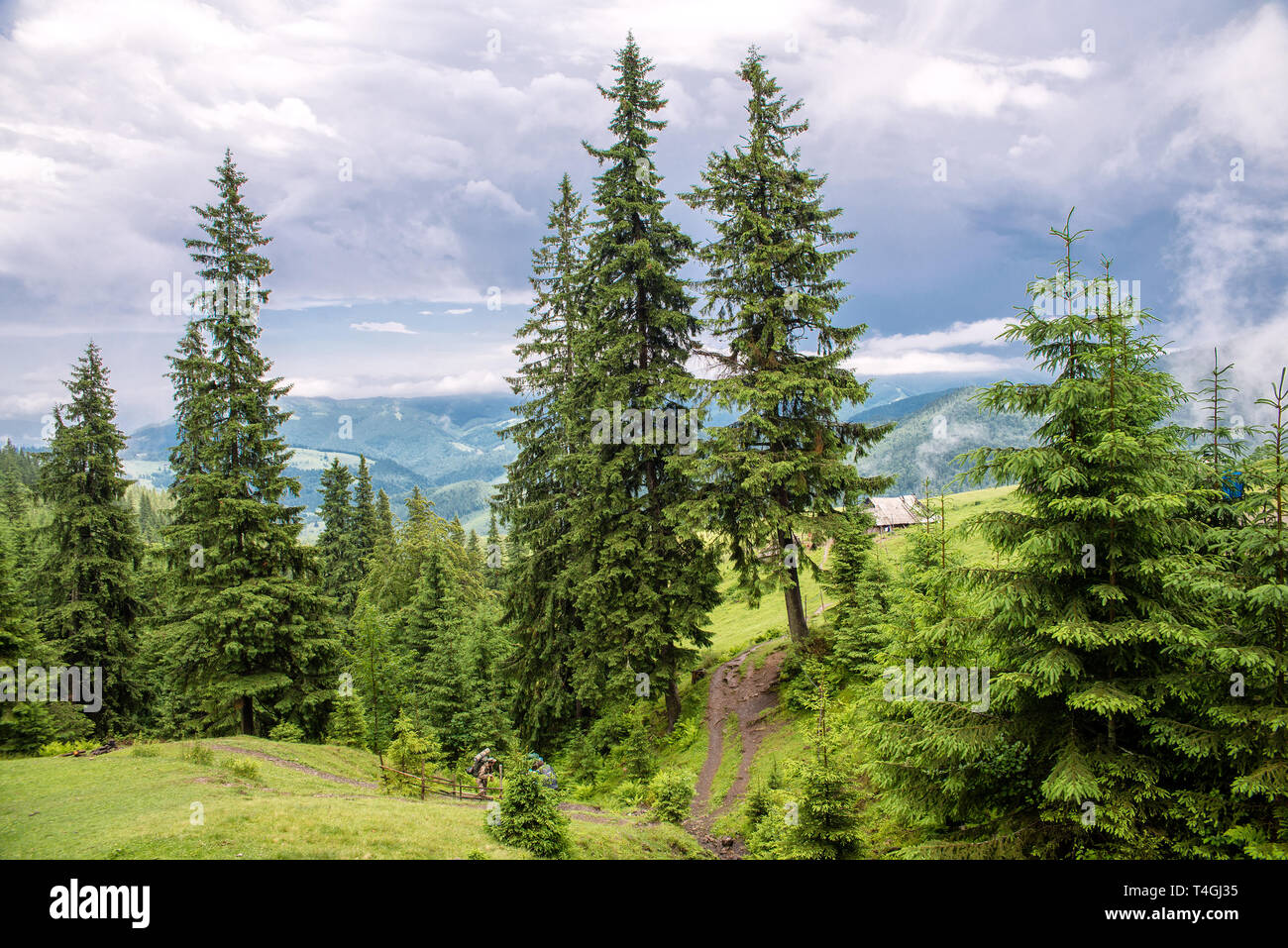 Der schöne Wald Landschaft in den Bergen mit den Pinien Stockfoto