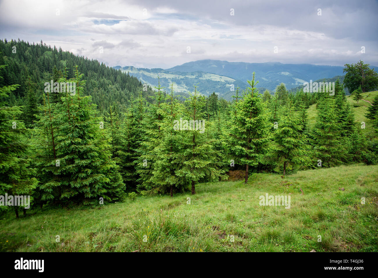 Der schöne Wald Landschaft in den Bergen mit den Pinien Stockfoto