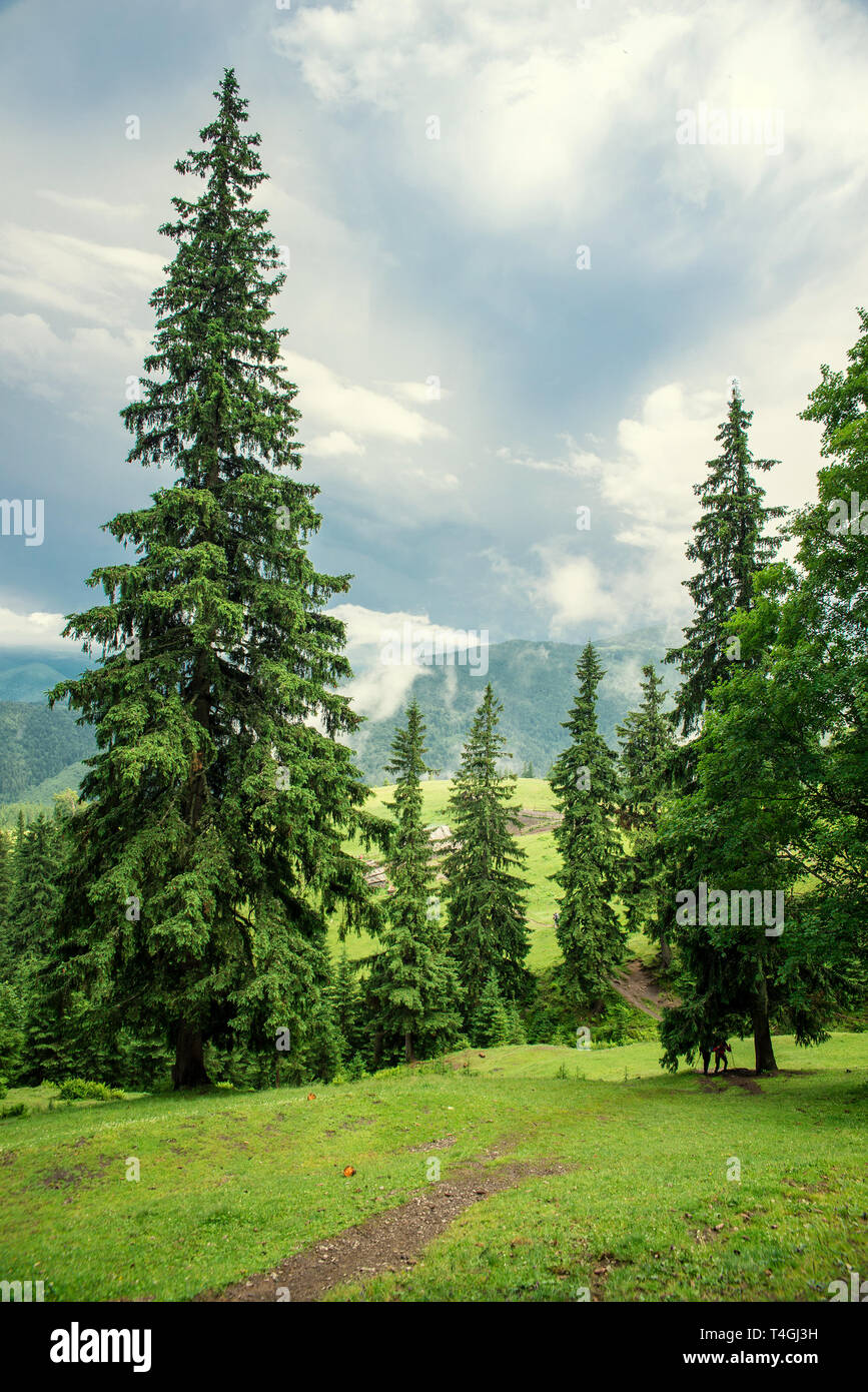 Der schöne Wald Landschaft in den Bergen mit den Pinien Stockfoto