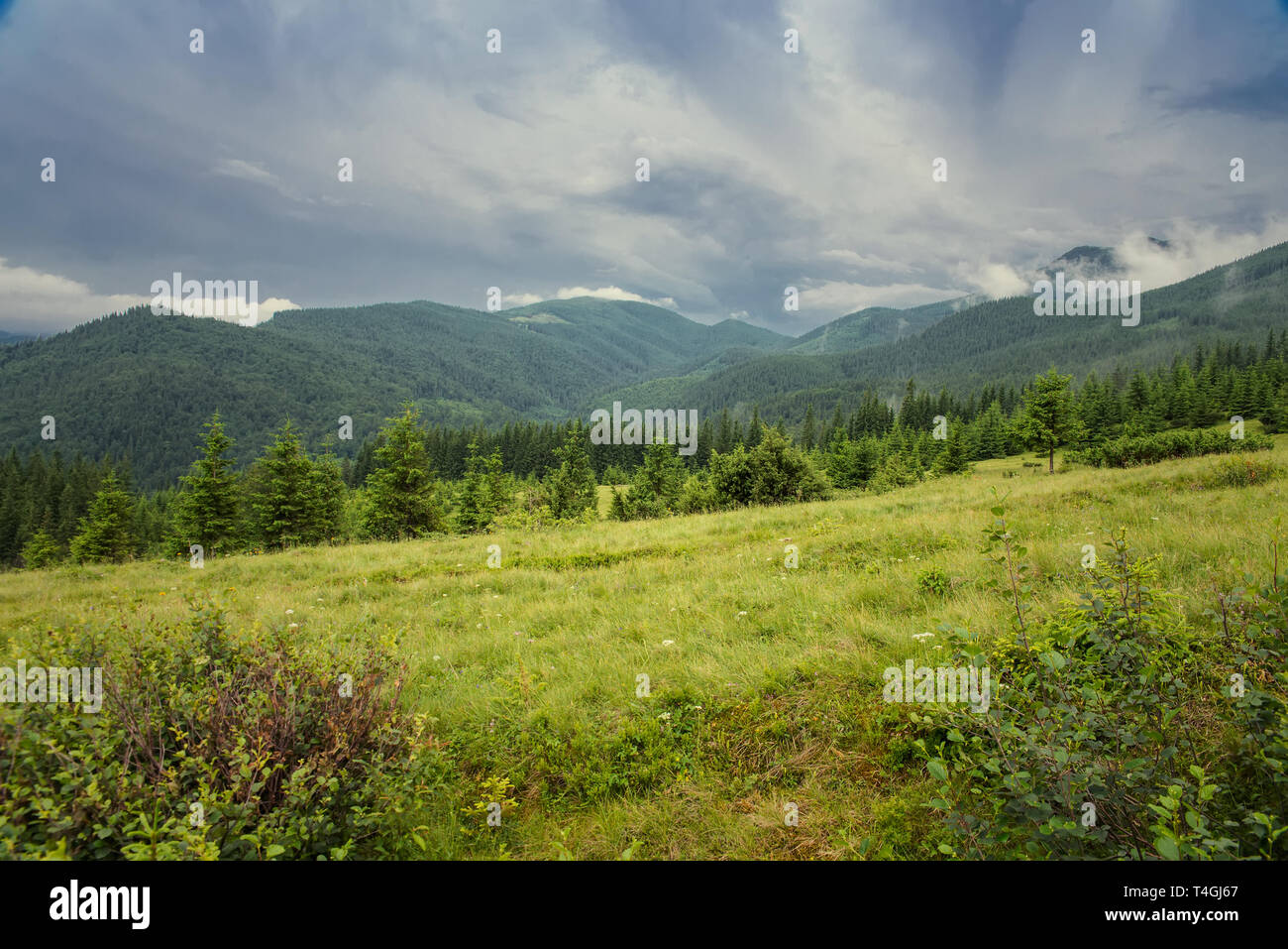 Der schöne Wald Landschaft in den Bergen mit den Pinien Stockfoto