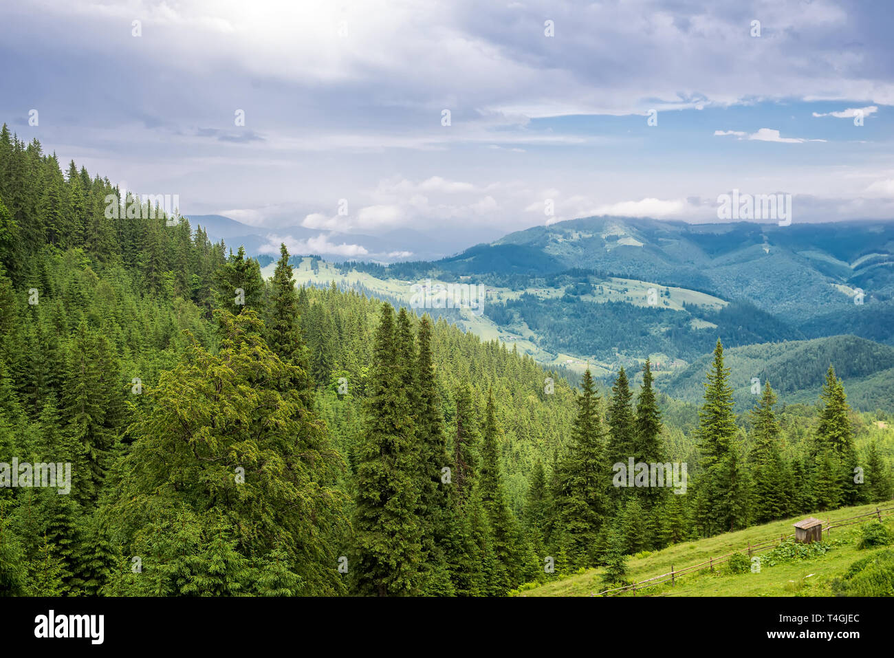 Der schöne Wald Landschaft in den Bergen mit den Pinien Stockfoto