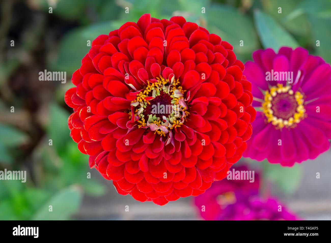 Zinnia elegans oder Zinnia Benarys Riesen Red Flower Top View Stockfoto