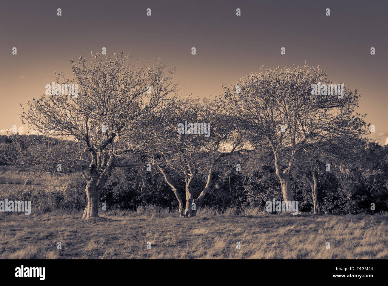 Gruppe von Bäumen in einem herbstlichen sepia Landschaft, Block Island, Rhode Island Stockfoto
