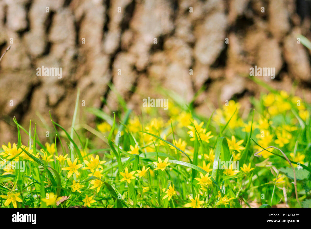 Frühling Hintergrund von Blumen und Holz Textur Stockfoto